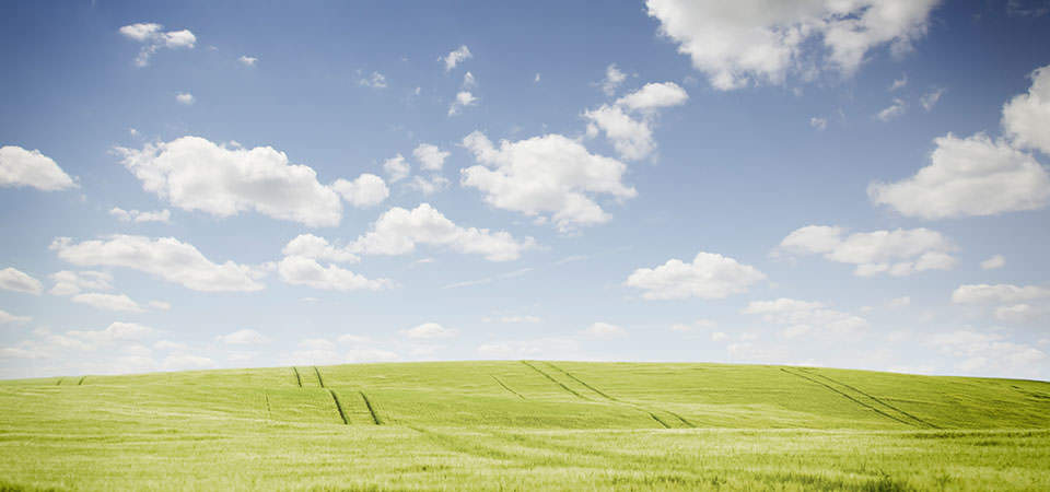 Meadow background