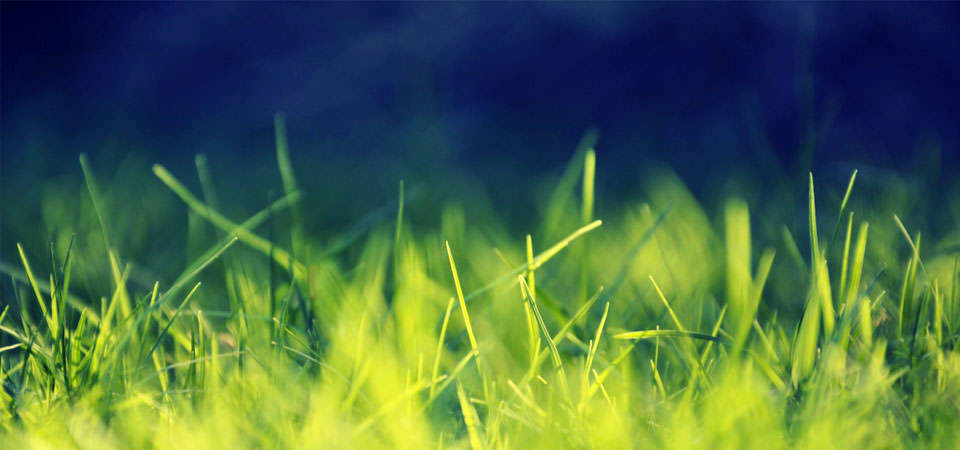 Grass background