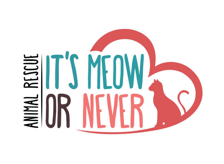 It's Meow Or Never